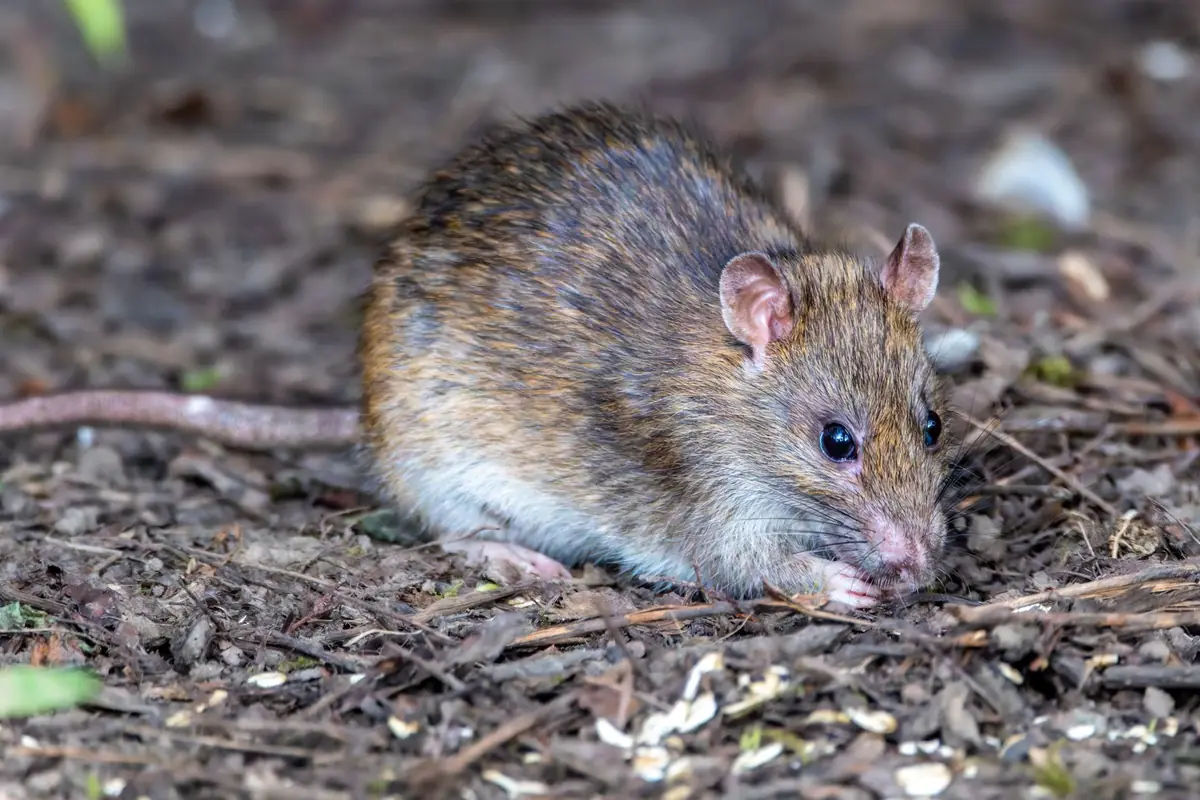 Rato marrom procurando comida no chão