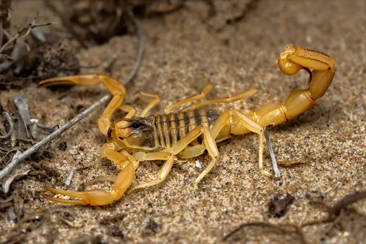 Escorpião amarelo com a cauda erguida sobre terra arenosa