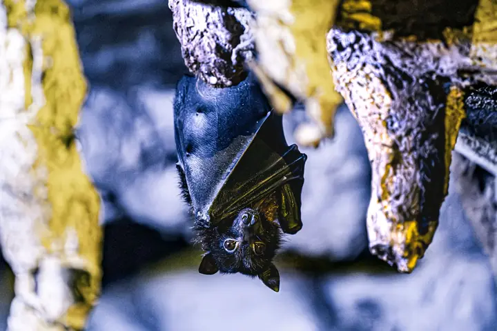 Morcego pendurado de cabeça para baixo no teto de uma caverna