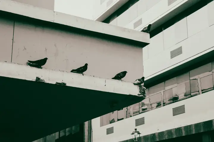 Pombos pousados na beirada de um prédio moderno